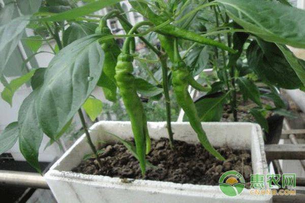 The manner in which the plant is grown