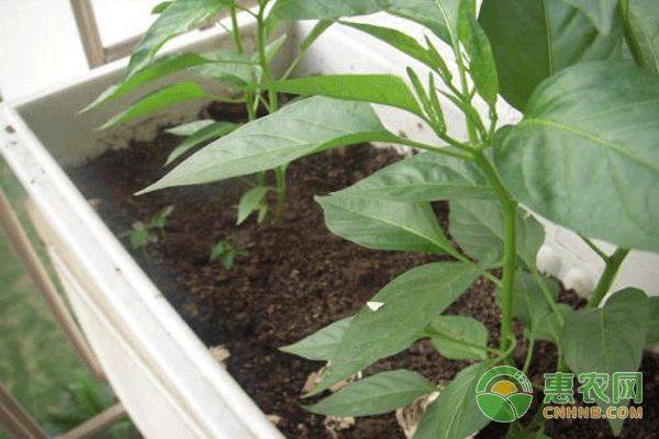 The manner in which the plant is grown