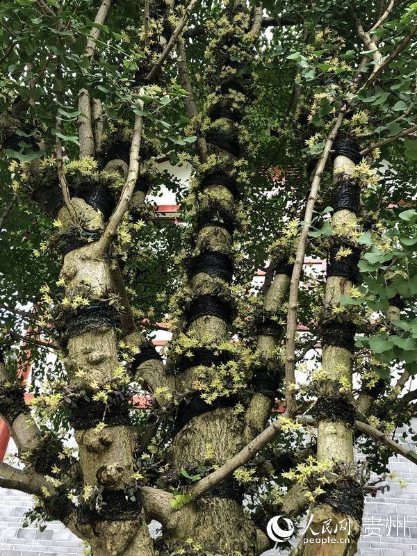 The method of cultivation of the stone pelvis