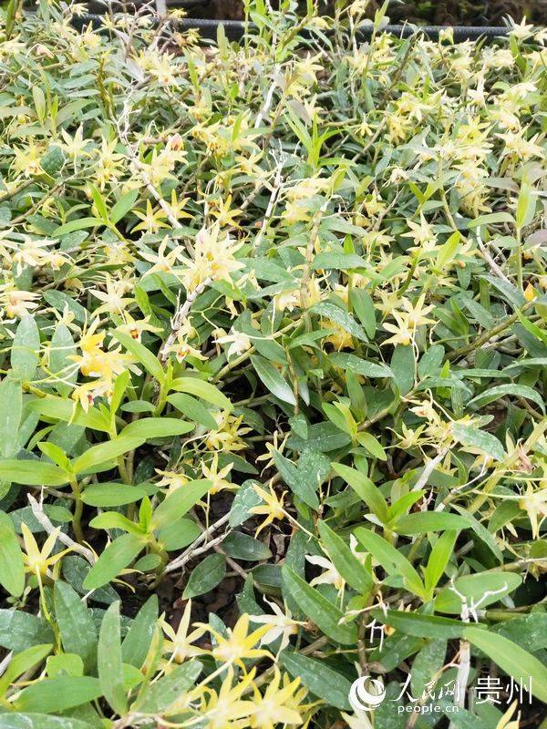 The method of cultivation of the stone pelvis