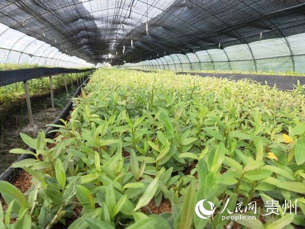 The method of cultivation of the stone pelvis