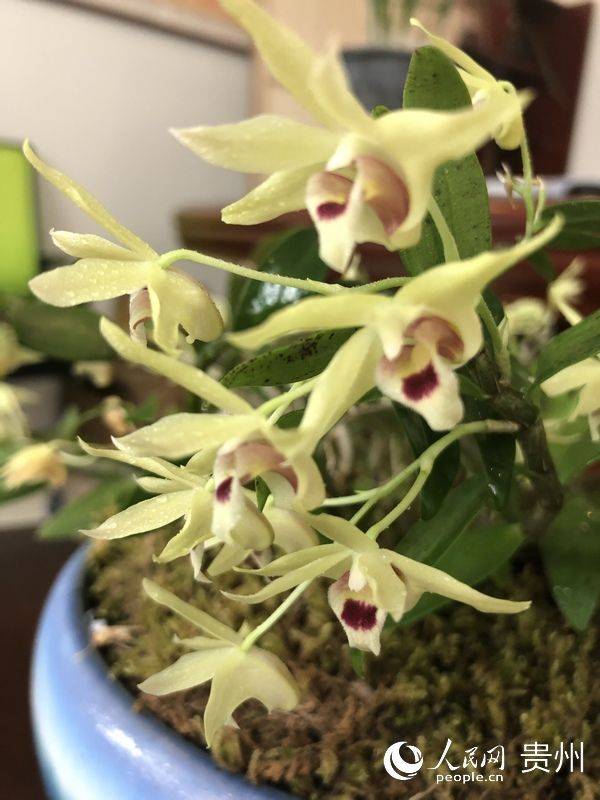 The method of cultivation of the stone pelvis