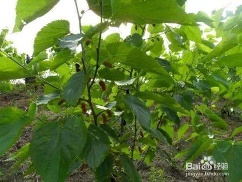 Goosant cultivation technology trimming video