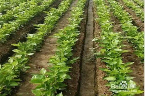 Goosant cultivation technology trimming video