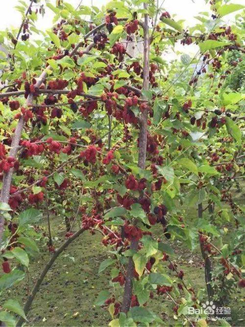 Goosant cultivation technology trimming video