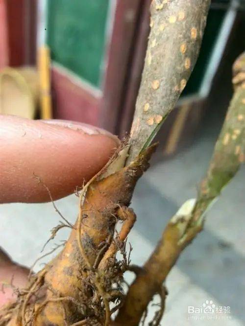 Goosant cultivation technology trimming video