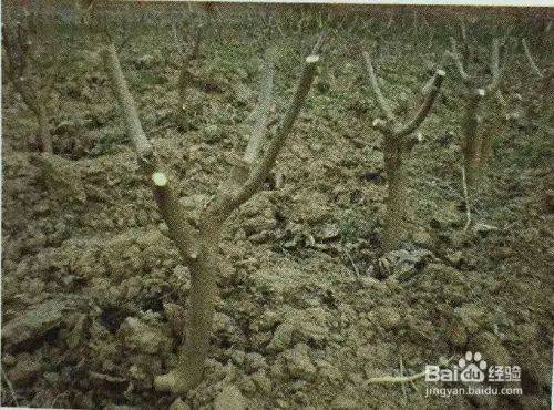 Goosant cultivation technology trimming video