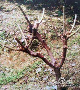 Goosant cultivation technology trimming video