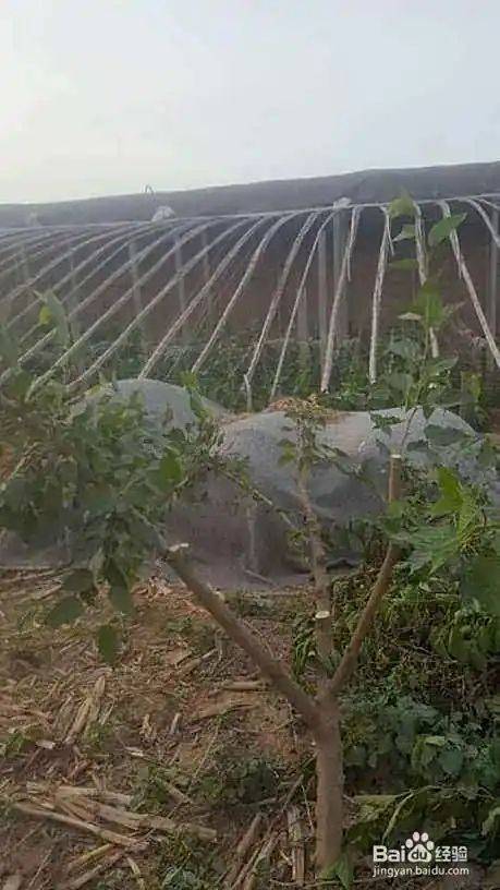 Goosant cultivation technology trimming video