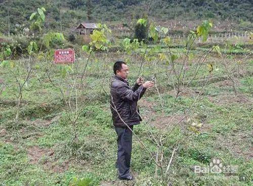 Goosant cultivation technology trimming video