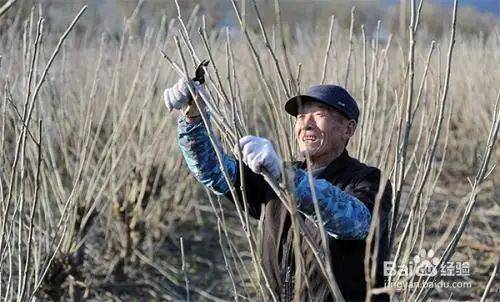 Goosant cultivation technology trimming video