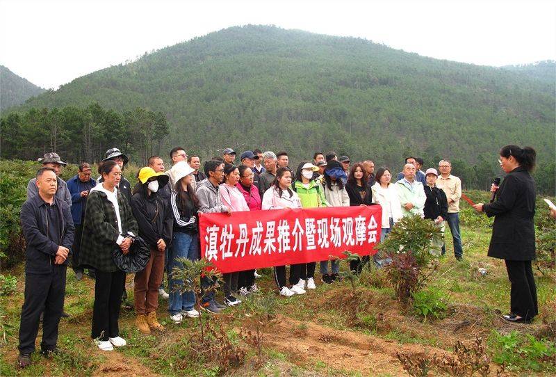 云南牡丹种植技术