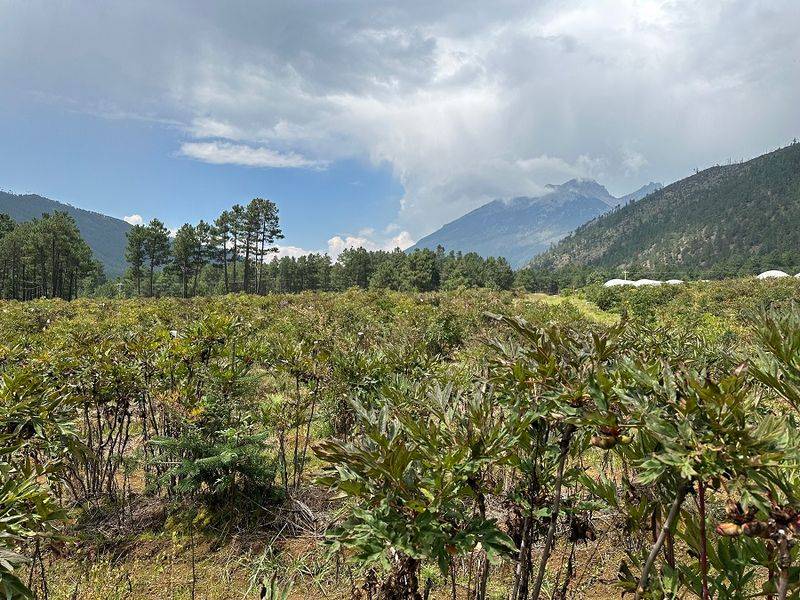 云南牡丹种植技术