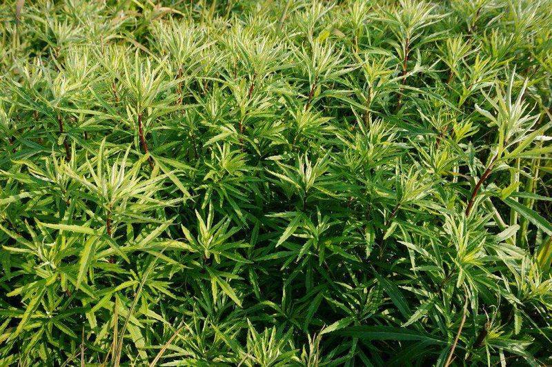 Artemisic farming methods