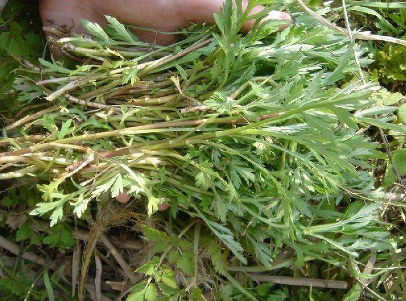 Artemisic farming methods