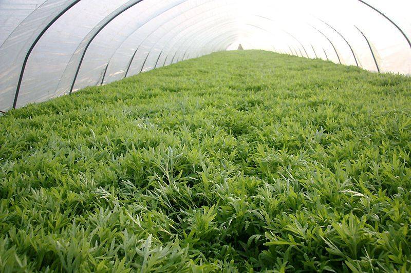 Artemisic farming methods