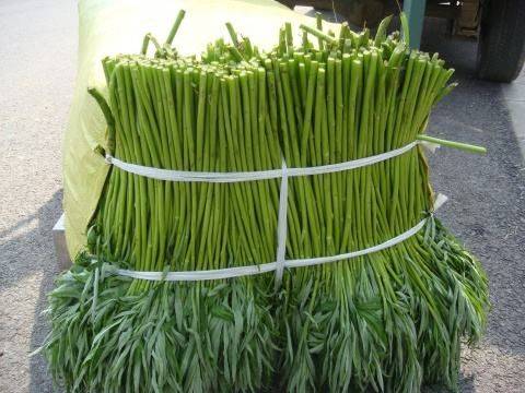 Artemisic farming methods