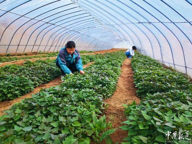 The way rose grapes grow