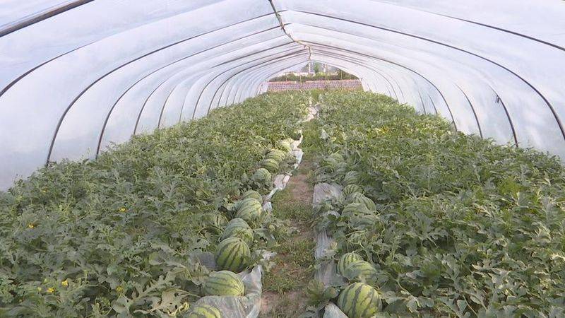 The way rose grapes grow