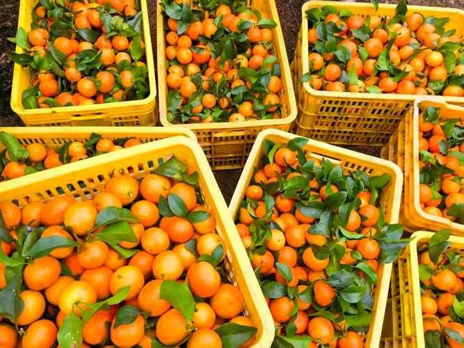 The way rose grapes grow