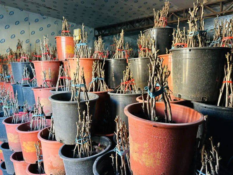 Yunnan police plant technology