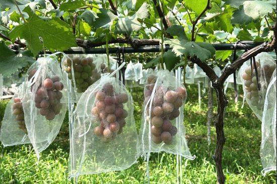 The way rose grapes grow