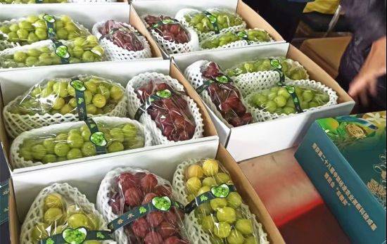 The way rose grapes grow