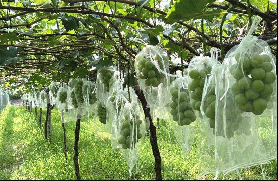 The way rose grapes grow