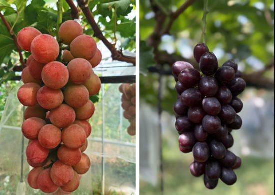 The way rose grapes grow