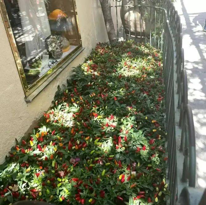 The manner in which the plant is grown