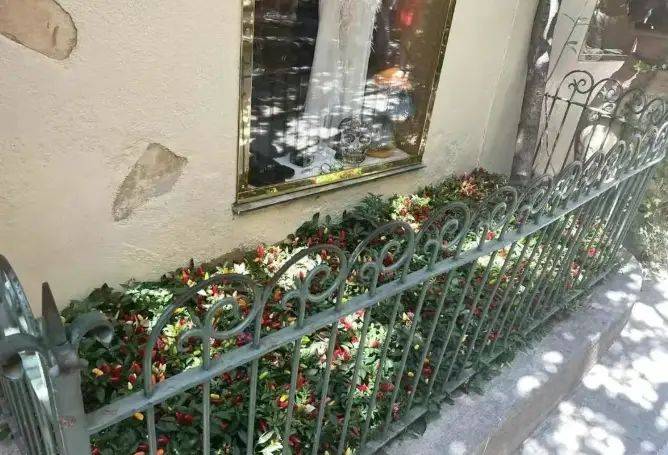 The manner in which the plant is grown