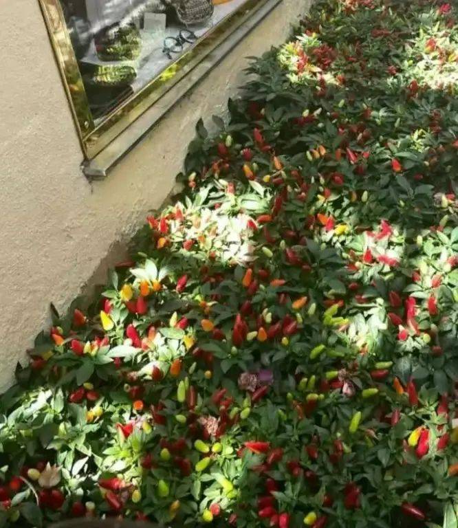 The manner in which the plant is grown