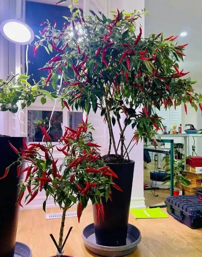 The manner in which the plant is grown