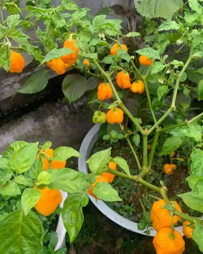 The manner in which the plant is grown