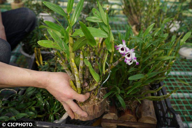 The method of cultivation of the stone pelvis