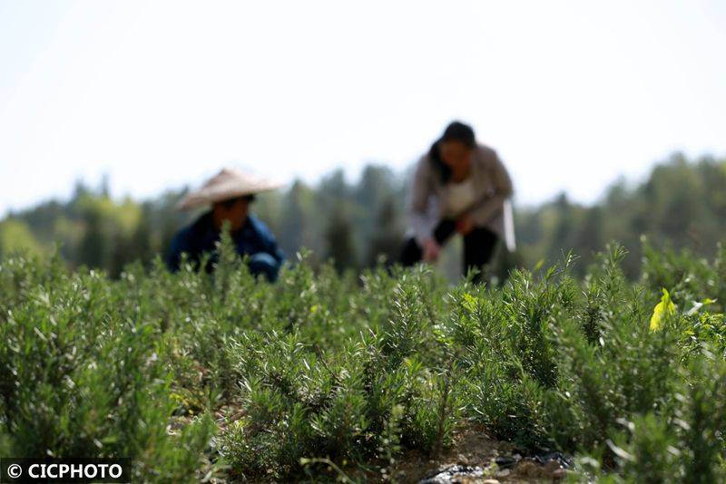 The method of cultivation of the stone pelvis
