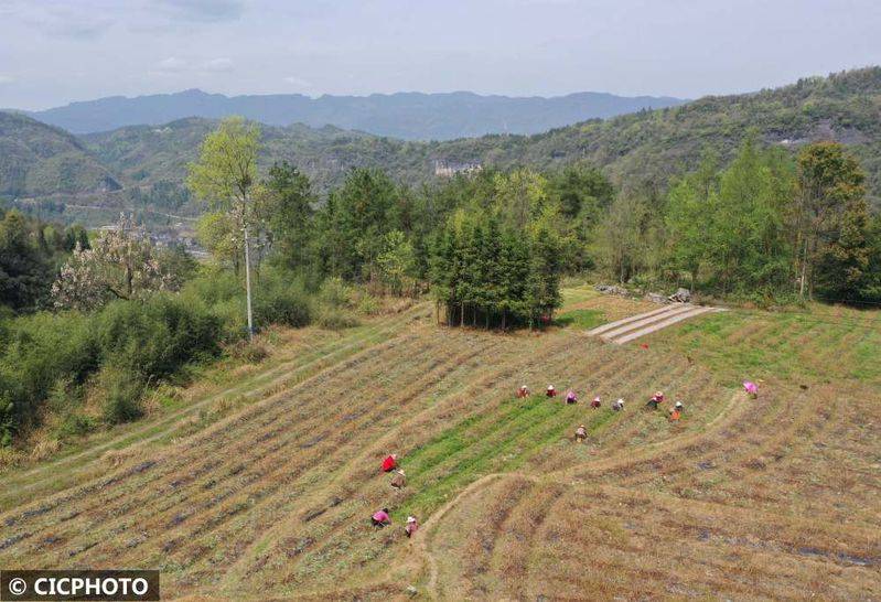 The method of cultivation of the stone pelvis
