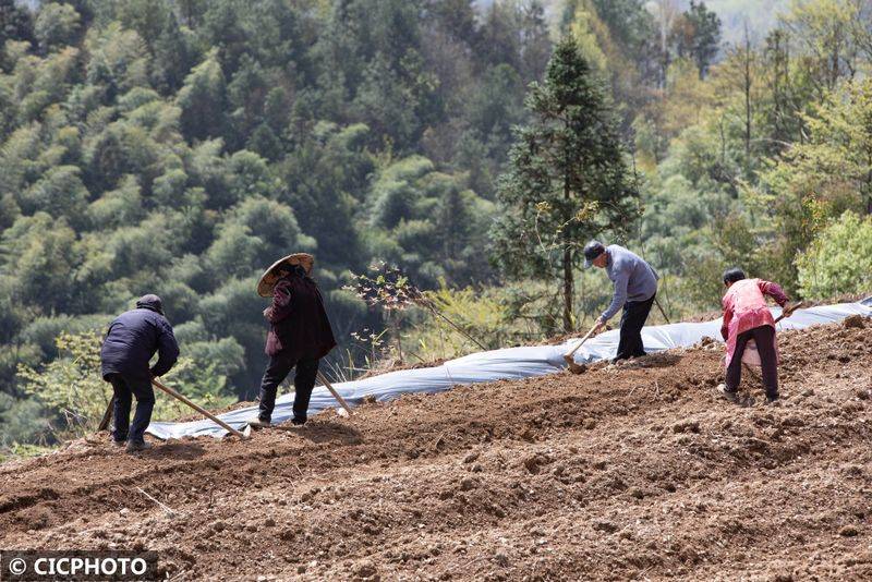 The method of cultivation of the stone pelvis