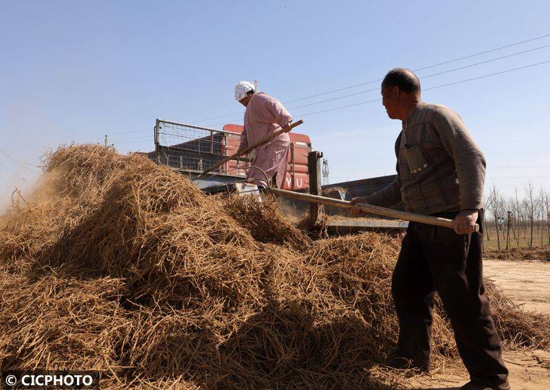 The method of cultivation of the stone pelvis