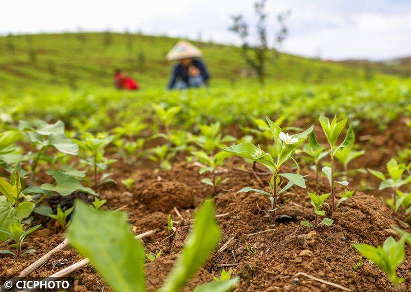 The method of cultivation of the stone pelvis