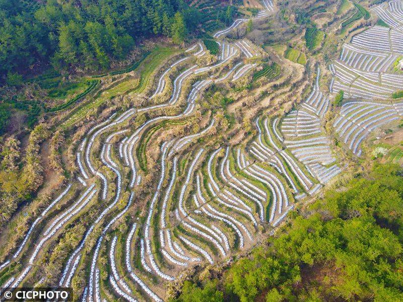 The method of cultivation of the stone pelvis