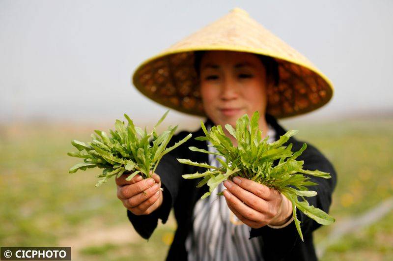 The method of cultivation of the stone pelvis