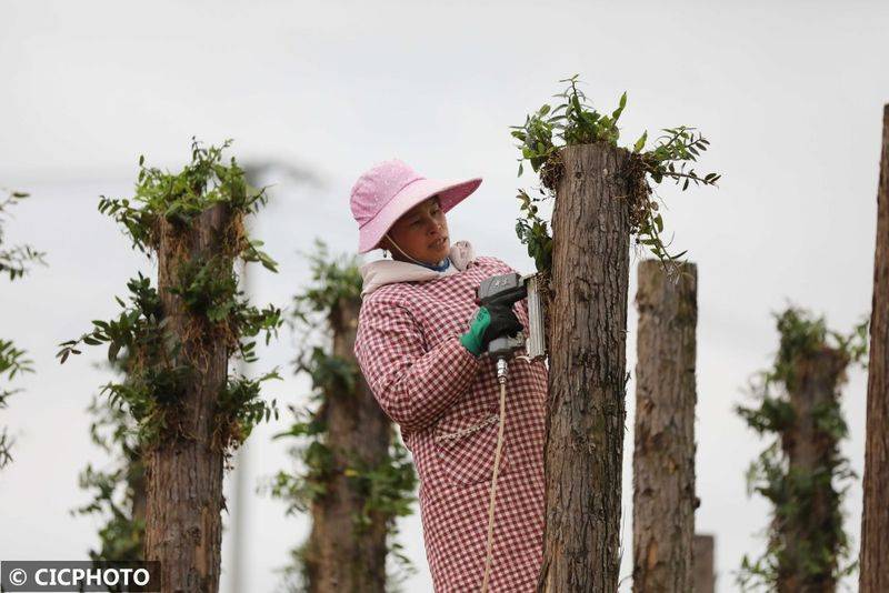 The method of cultivation of the stone pelvis