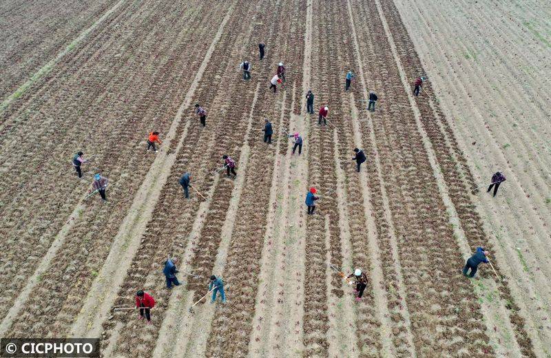 The method of cultivation of the stone pelvis