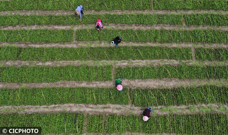 The method of cultivation of the stone pelvis