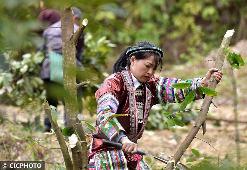 The method of cultivation of the stone pelvis