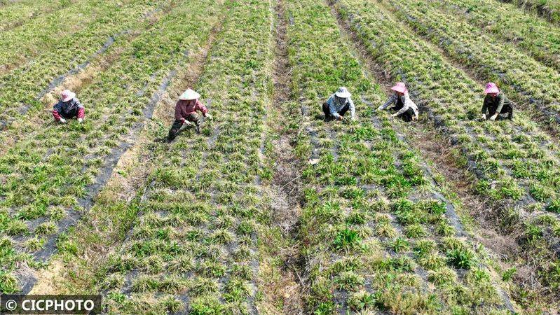 The method of cultivation of the stone pelvis