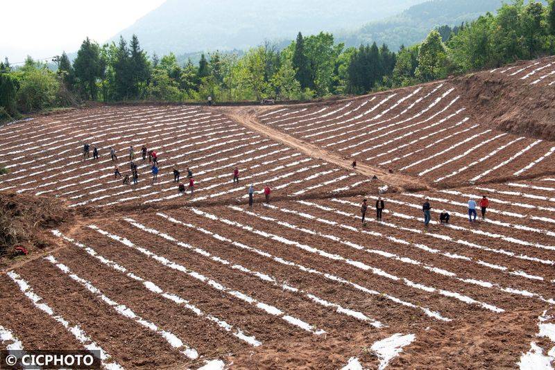 The method of cultivation of the stone pelvis