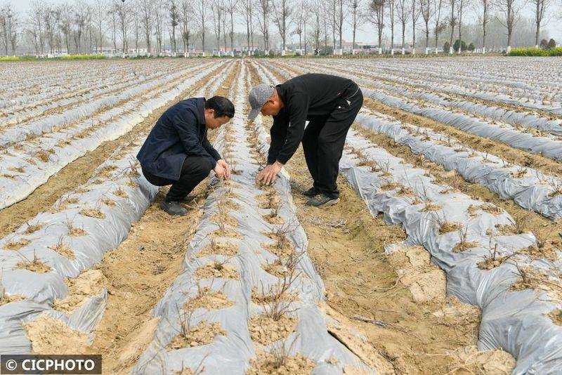 The method of cultivation of the stone pelvis