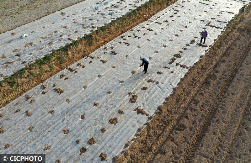 The method of cultivation of the stone pelvis